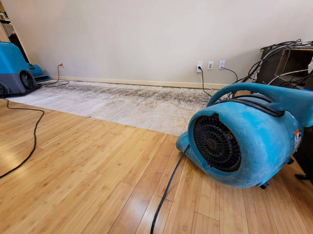 Professional Water Damage Repair technician working in Lawton, IA